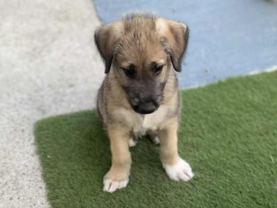 Irish Wolfhound puppies in in Tipperary