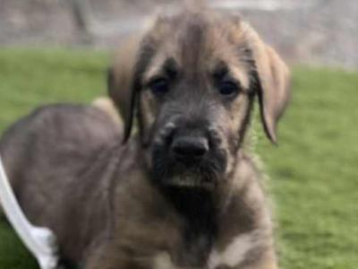 Irish Wolfhound puppies in in Tipperary