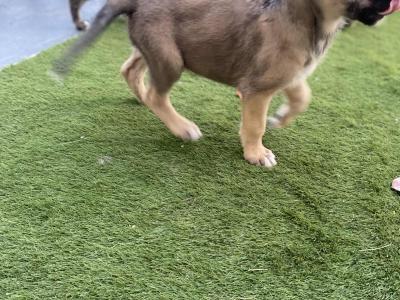 Irish Wolfhound puppies in in Tipperary