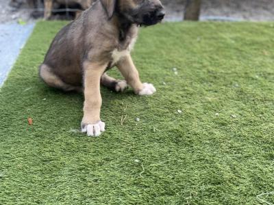 Irish Wolfhound puppies in in Tipperary