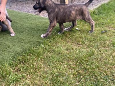 Irish Wolfhound puppies in in Tipperary