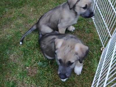 Irish Wolfhound puppies in in Tipperary