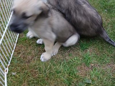 Irish Wolfhound puppies in in Tipperary