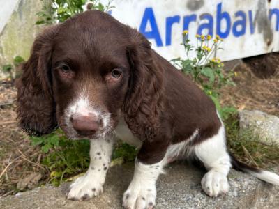 Springer Spaniel pups