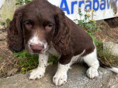 Springer Spaniel puppies in Carlow