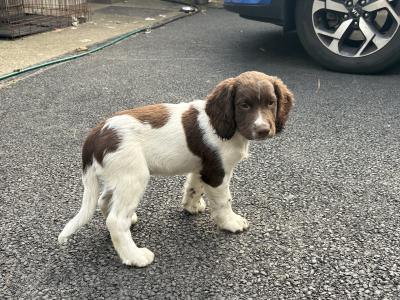 Springer Spaniel pups