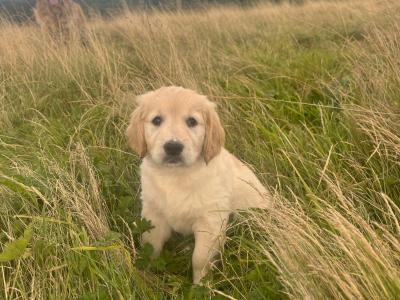 IKC Registered female Golden Retriever puppy in Kilkenny
