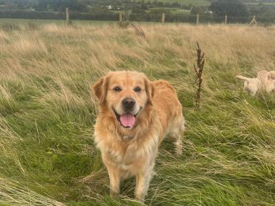 IKC Registered female Golden Retriever puppy in Kilkenny