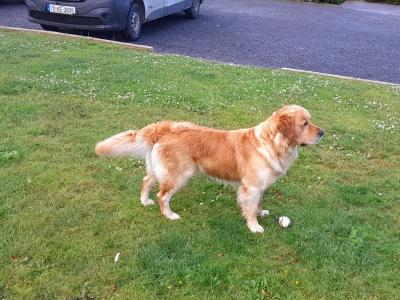 IKC Registered female Golden Retriever puppy in Kilkenny