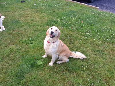 IKC Registered female Golden Retriever puppy in Kilkenny