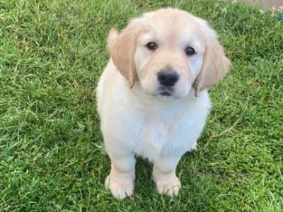 IKC Registered female Golden Retriever puppy in Kilkenny