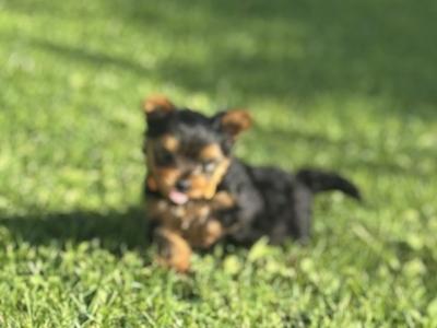 Absolutely miniature female Yorkshire Terrier puppy in Limerick