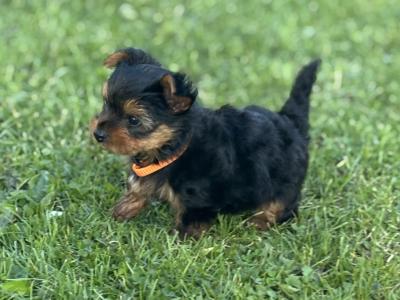 Absolutely miniature female Yorkshire Terrier puppy in Limerick