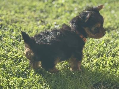 Absolutely miniature female Yorkshire Terrier puppy in Limerick