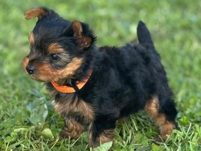 Absolutely miniature female Yorkshire Terrier puppy in Limerick