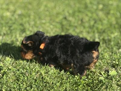Absolutely miniature female Yorkshire Terrier puppy in Limerick