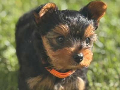 Absolutely miniature female Yorkshire Terrier puppy in Limerick