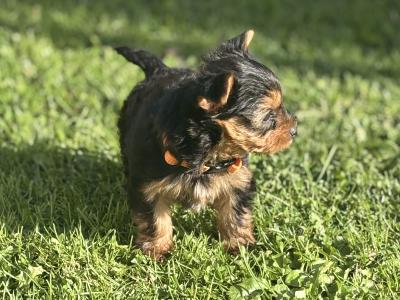Absolutely miniature female Yorkshire Terrier puppy in Limerick
