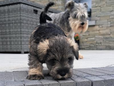 IKC Registered Miniature Schnauzer puppies in Meath
