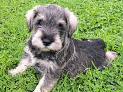IKC Registered Miniature Schnauzer puppies in Meath