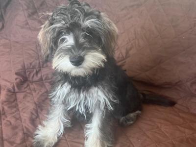Female miniature Schooodle puppy 4 months old in Wexford