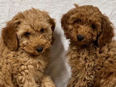Cockapoo puppies in Wicklow 🐶