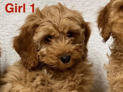 Cockapoo puppies in Wicklow 🐶
