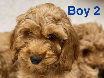 Cockapoo puppies in Wicklow 🐶