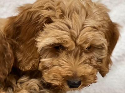 Cockapoo puppies in Wicklow 🐶