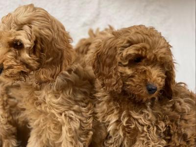 Cockapoo puppies in Wicklow 🐶