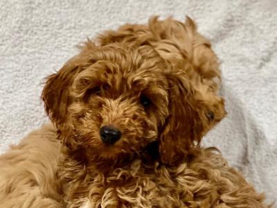 Cockapoo puppies in Wicklow 🐶