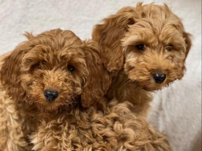 Cockapoo puppies in Wicklow 🐶