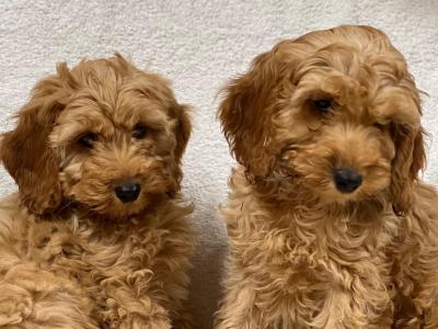 Cockapoo puppies in Wicklow 🐶