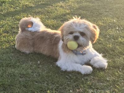 Shih Tzu stud available in Dublin– Adorable, Loving & ready