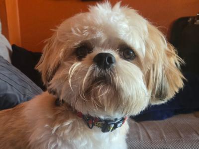 Shih Tzu stud available in Dublin– Adorable, Loving & ready