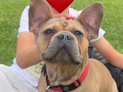 Stunning French Bulldog for stud ⭐️