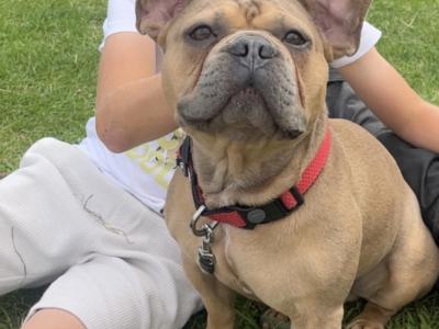 Stunning French Bulldog for stud ⭐️
