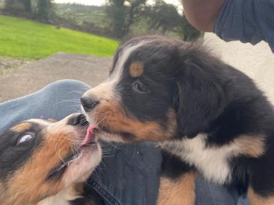 Bernese Mountain Dog puppies in Clare