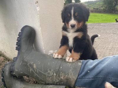 Bernese Mountain Dog puppies in Clare