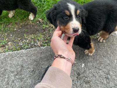 Bernese Mountain Dog puppies in Clare