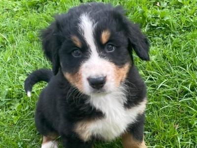 Bernese Mountain Dog puppies in Clare