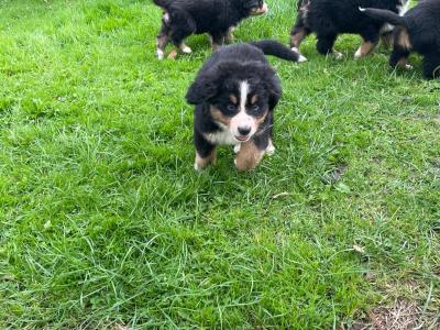 Bernese Mountain Dog puppies in Clare