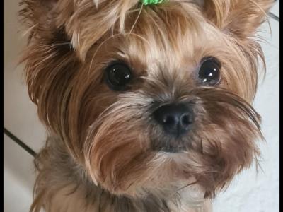 IKC Registered Yorkshire Terrier puppies in Cork