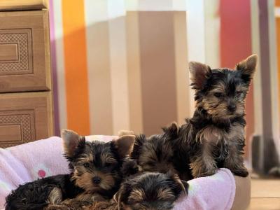 IKC Registered Yorkshire Terrier puppies in Cork