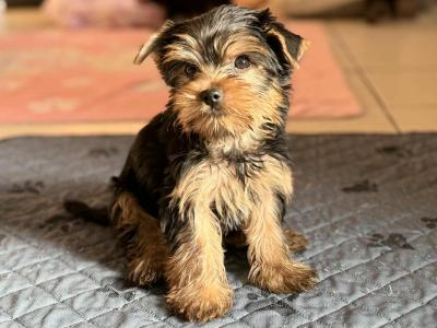 IKC Registered Yorkshire Terrier puppies in Cork