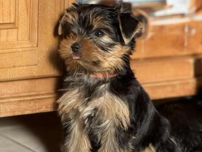 IKC Registered Yorkshire Terrier puppies in Cork