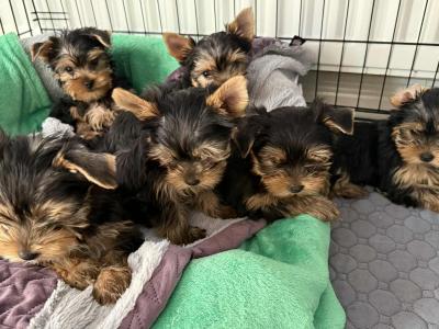 IKC Registered Yorkshire Terrier puppies in Cork