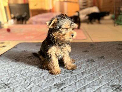 IKC Registered Yorkshire Terrier puppies in Cork