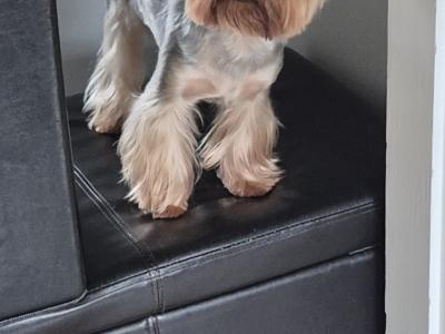 IKC Registered Yorkshire Terrier puppies in Cork
