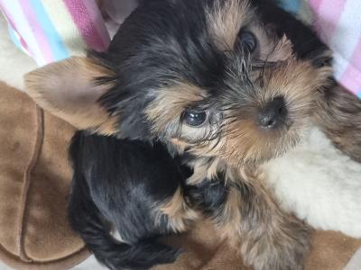 IKC Registered Yorkshire Terrier puppies in Cork